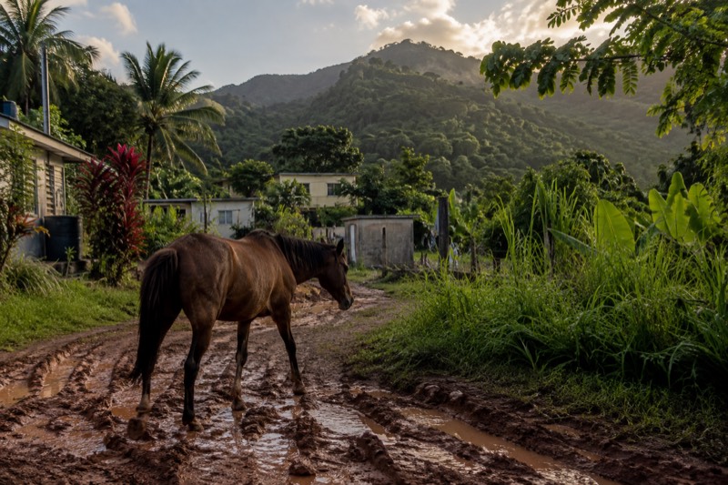 Horseback Riding, Pickup Included
