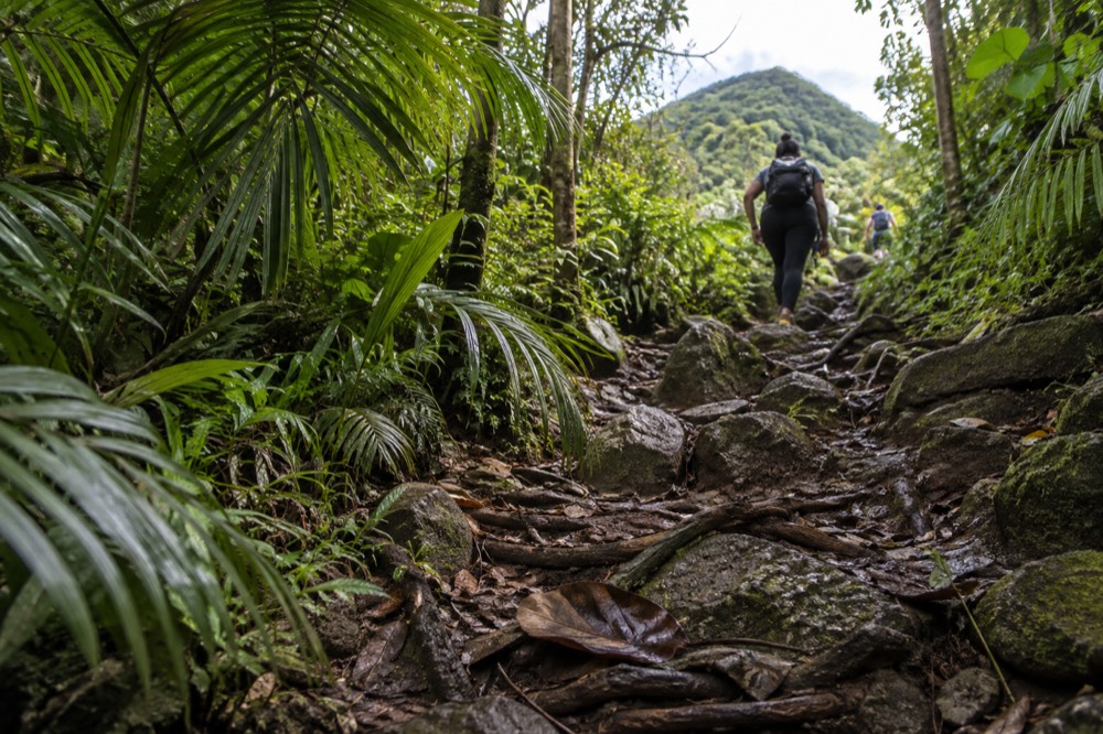 A narrow rainforest path lined with broad green leaves and tree roots