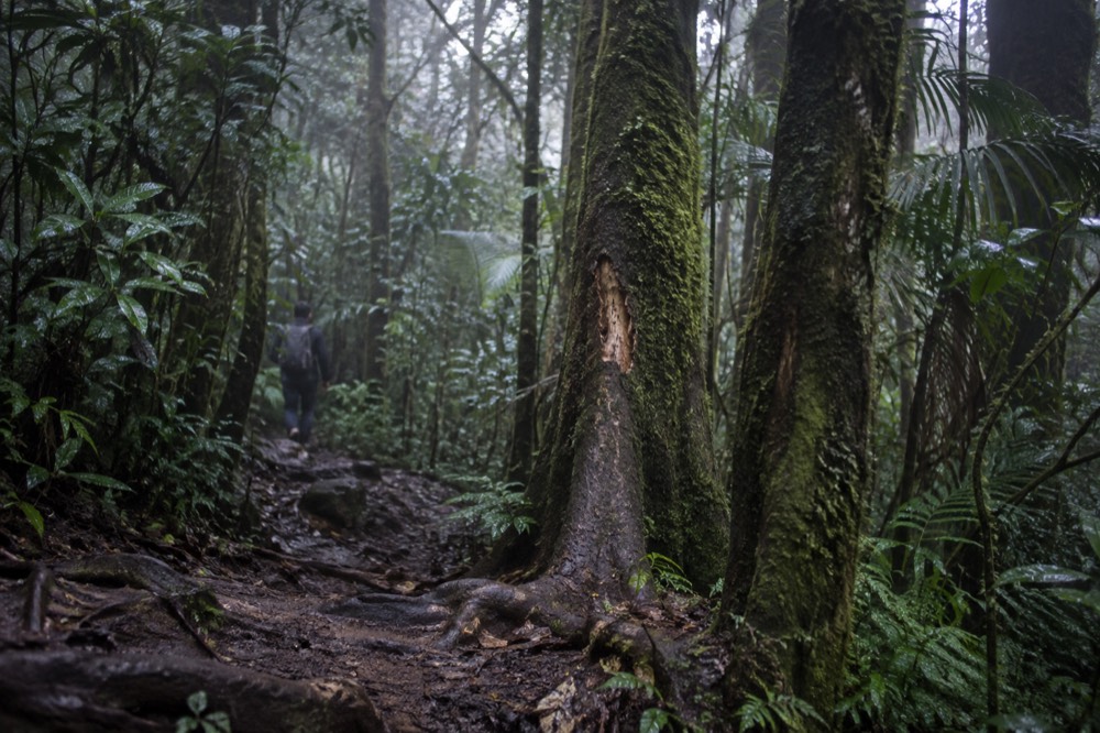 Moss-covered tree trunks and dense canopy in a dim tropical forest interior
