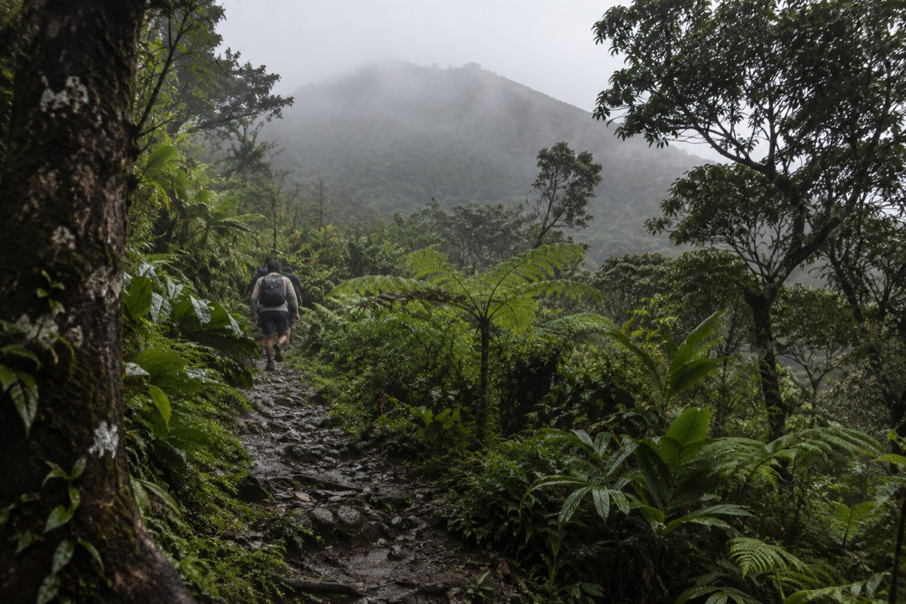 Dense green rainforest foliage with a winding dirt trail disappearing into mist