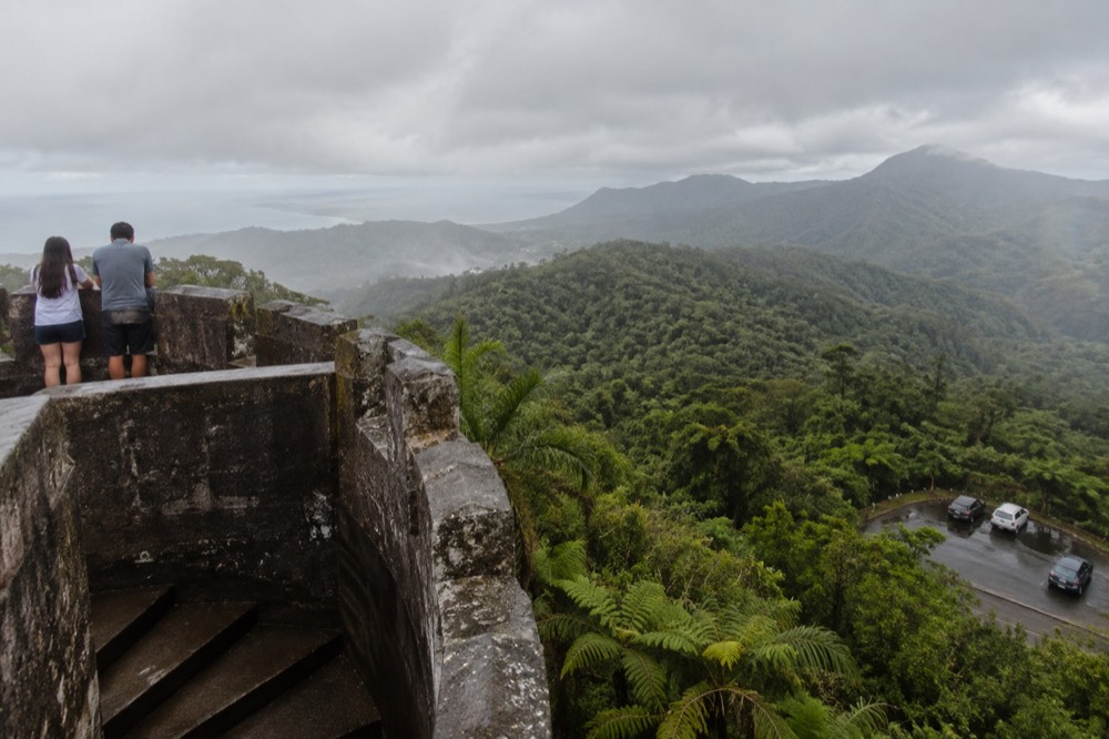 A narrow rainforest trail winding past giant ferns and mossy tree trunks