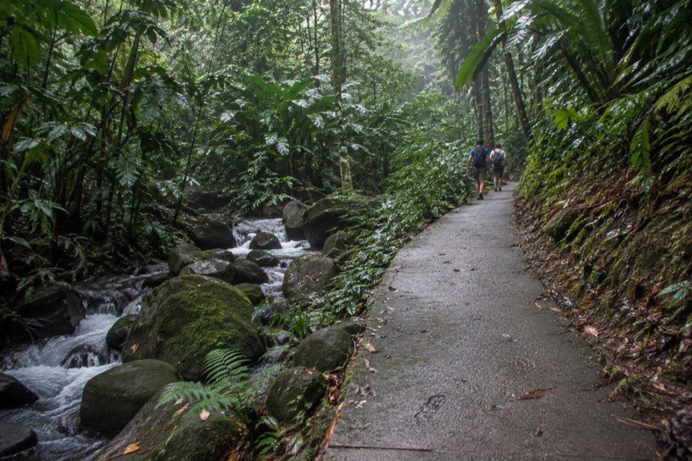 A forest trail with dense green undergrowth and a stream running between mossy rocks