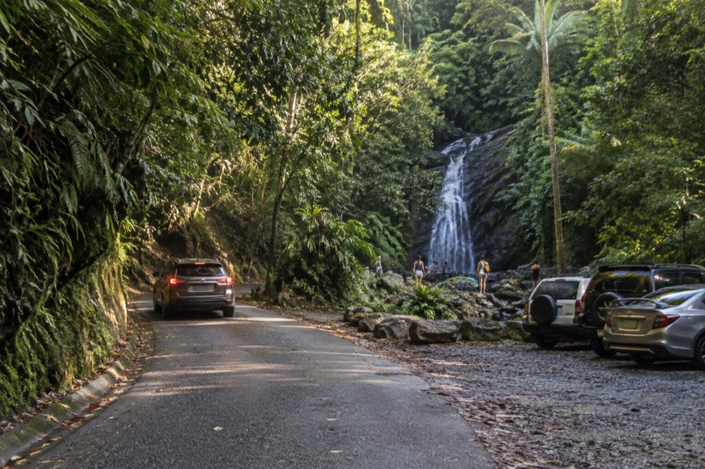 Forest road winding through dense green rainforest in morning light