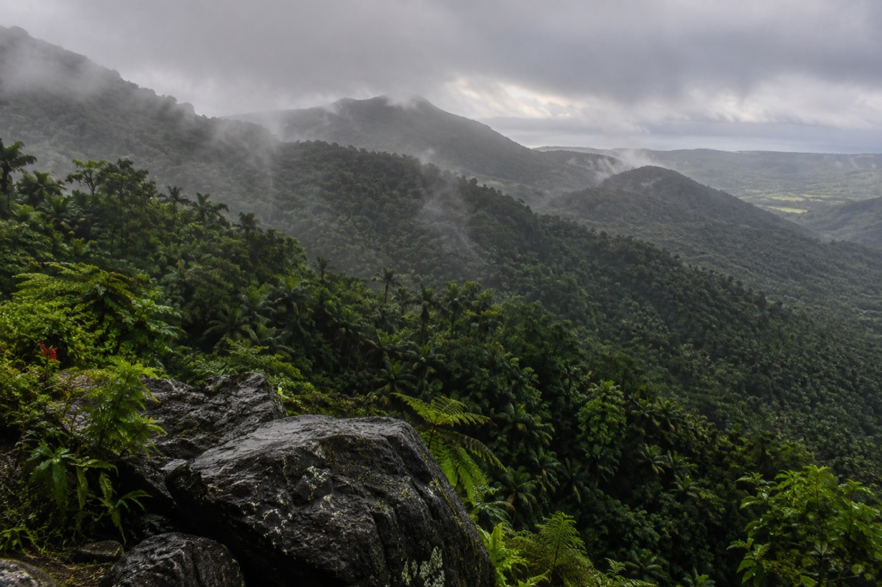 Dense green rainforest canopy on steep mountain slopes under low clouds