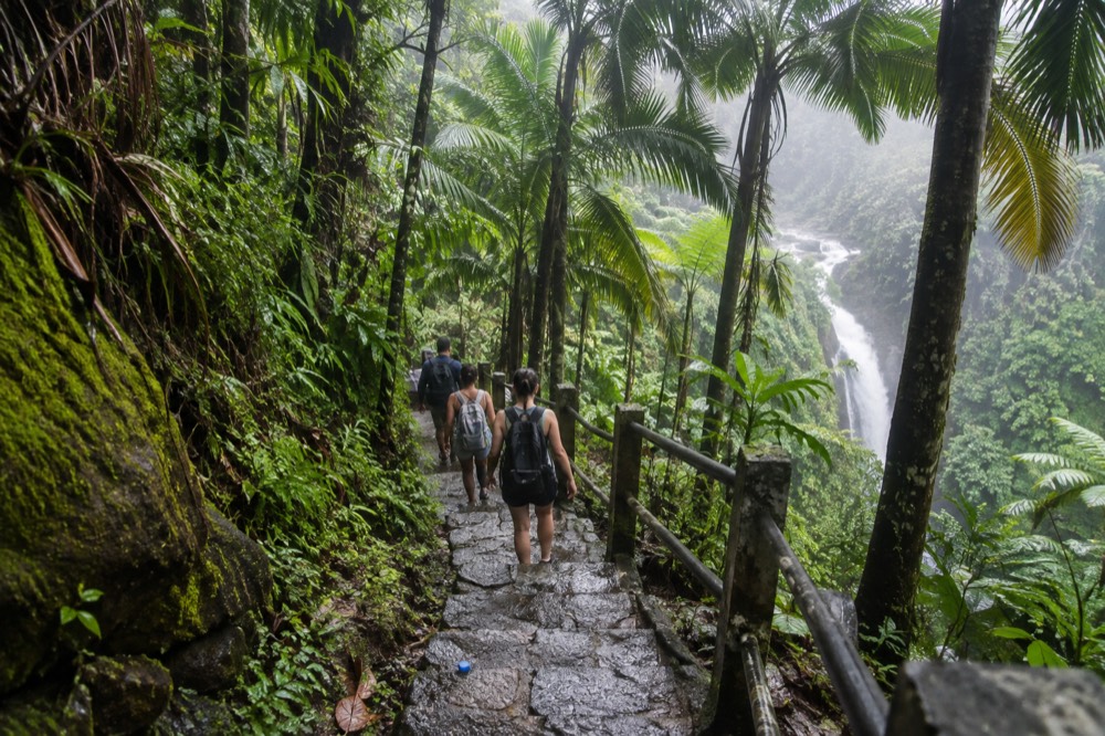 A small group of hikers on a wet stone trail beneath tall palm trees in mist