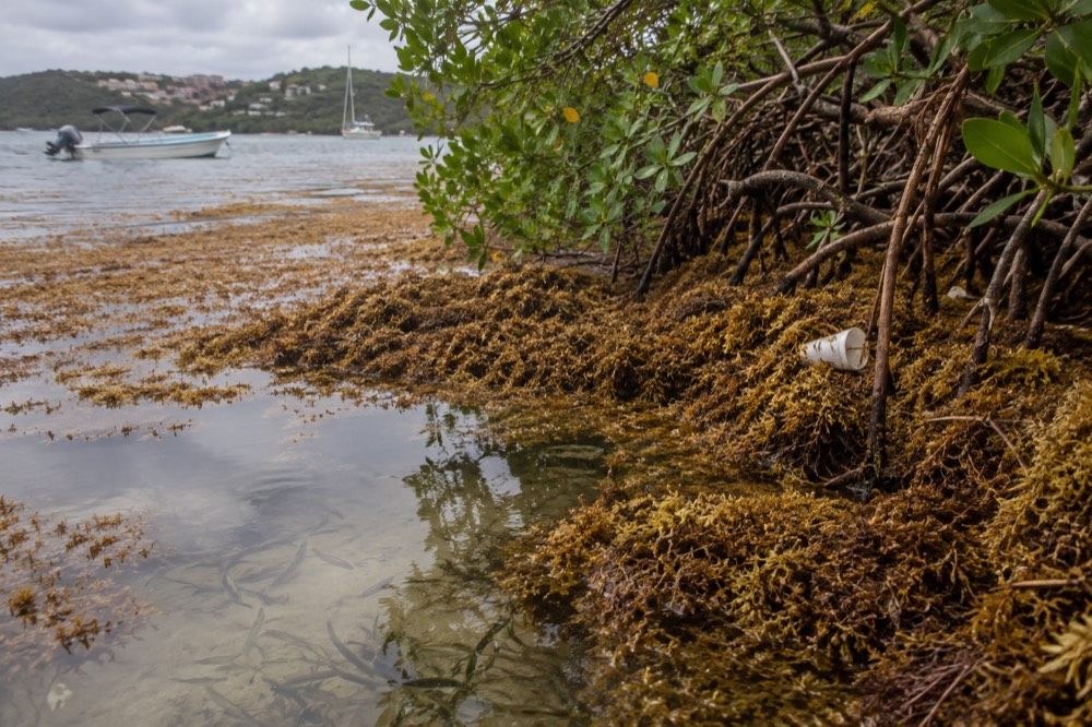 Dense brown sargassum seaweed floating along a mangrove shoreline