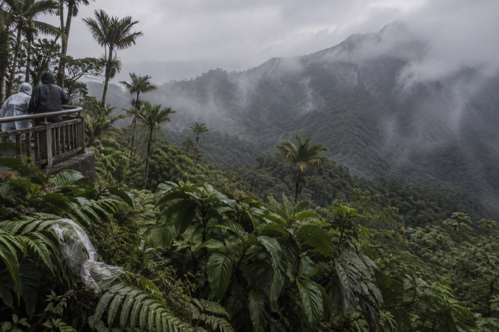 Rainforest canopy with mist drifting between green mountain ridges