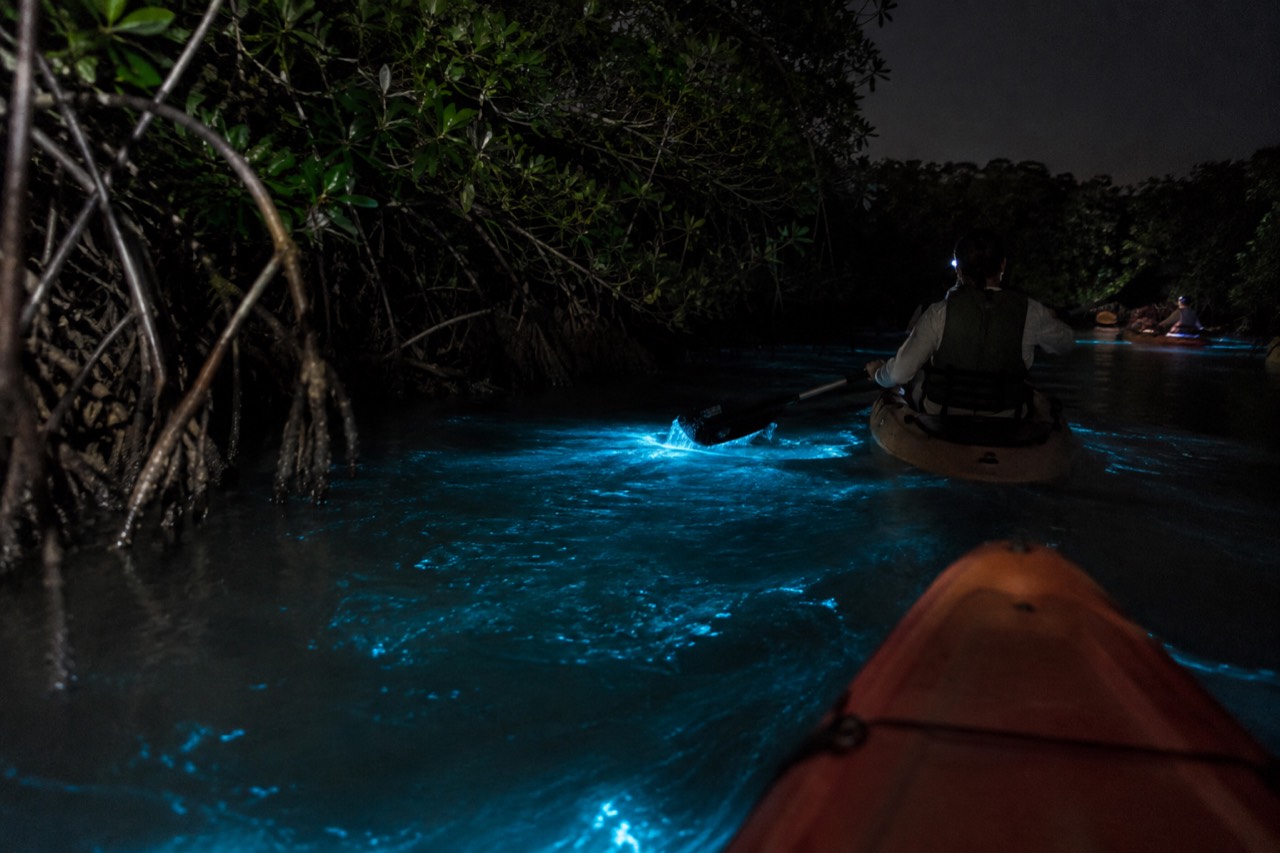 Glowing turquoise bioluminescent water in a dark lagoon surrounded by mangroves