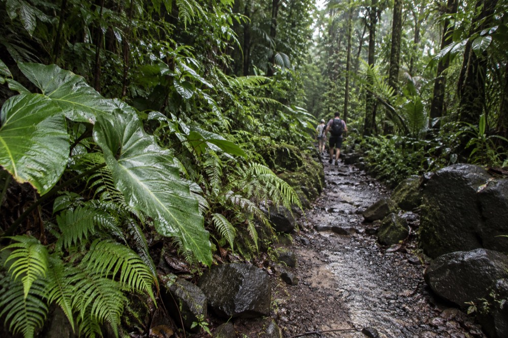 Ferns and broad leaves covered in raindrops along a shaded trail