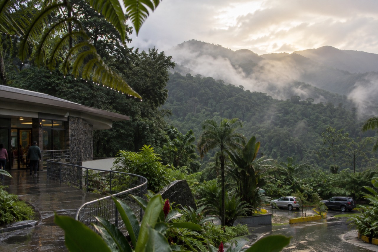 Rainforest canopy with mist settling over green mountain ridges