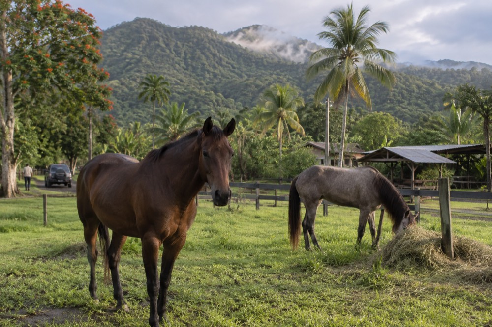 Horses standing in a green pasture near rainforest foothills