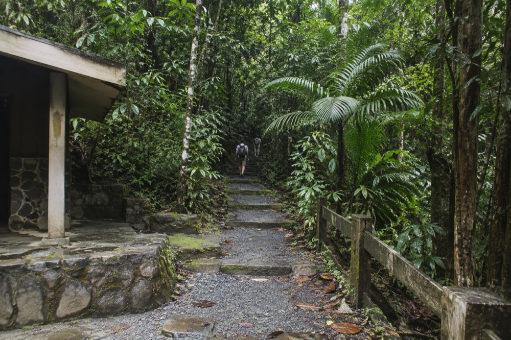 Dense rainforest canopy with a narrow trail disappearing into green shade