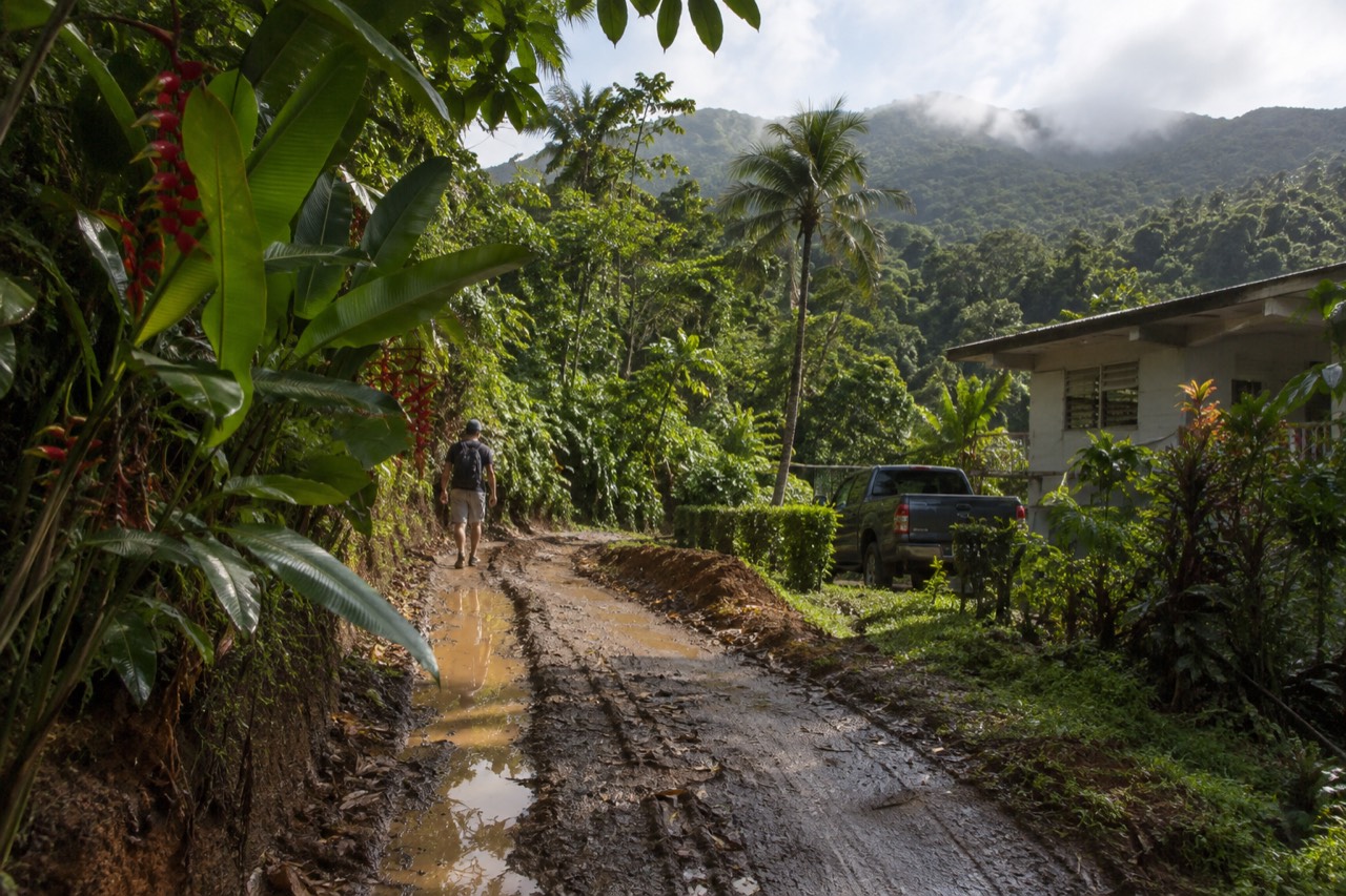 Dirt trail winding through dense green rainforest foliage at the edge of El Yunque
