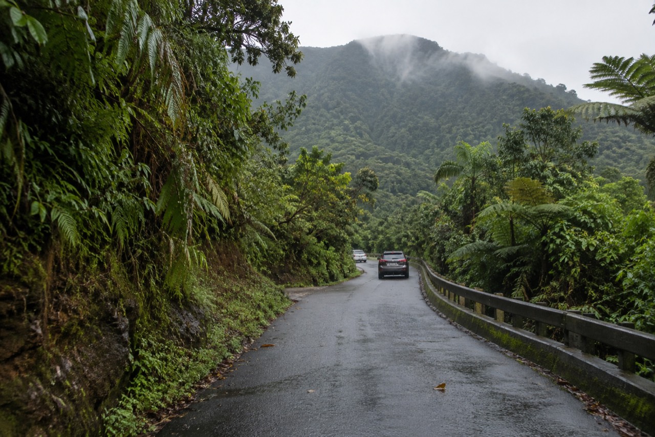 A winding forest road climbs through dense green rainforest with a low cloud line over the ridge