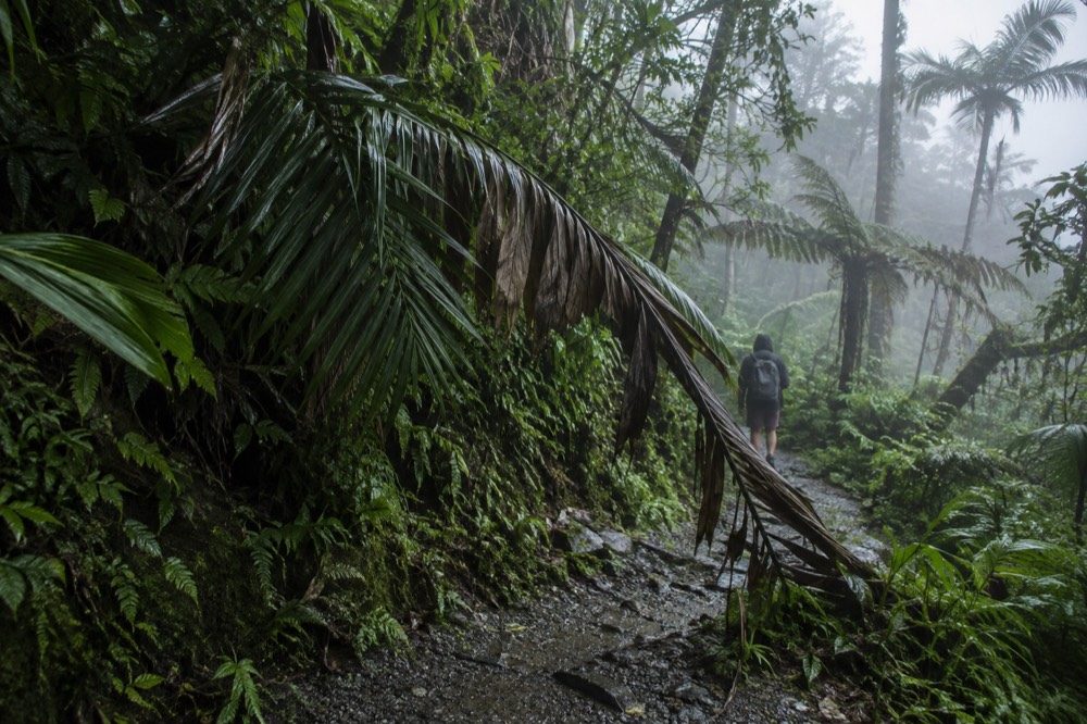 Dense palm and cloud forest shrouded in mist on an upper mountain slope