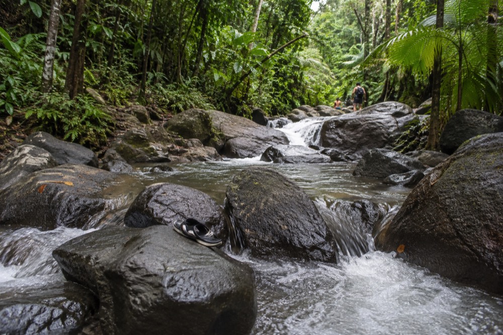 Rainforest stream flowing over smooth dark rocks beneath tall green trees