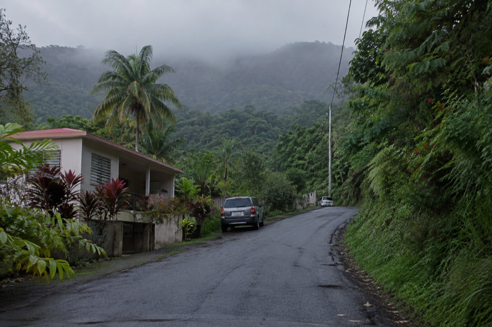 A rainforest road curving uphill with mist over green ridges
