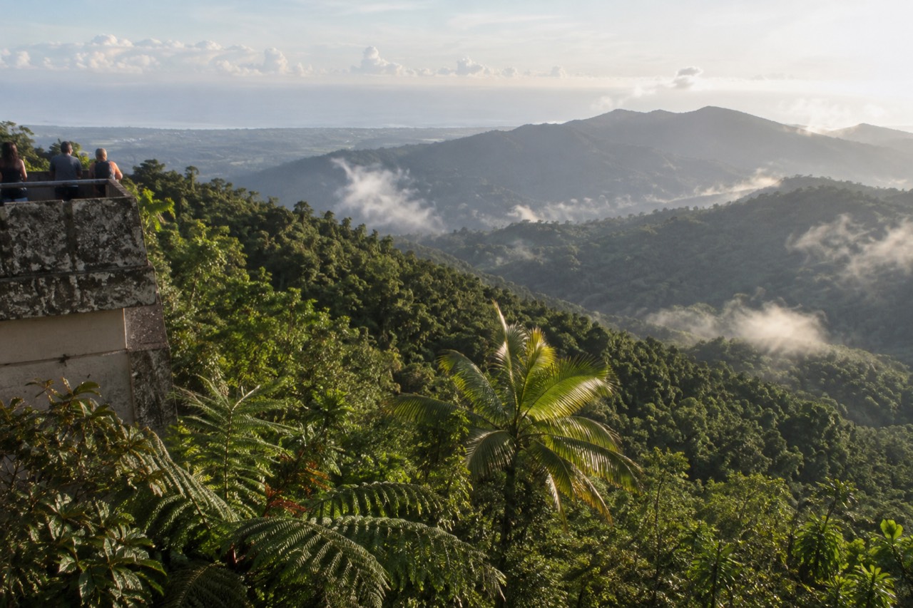 Dense green rainforest canopy with mist resting between mountain ridges in northeastern Puerto Rico