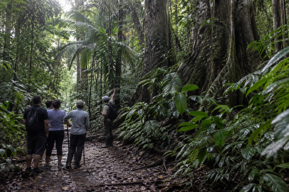 Guide pointing out plants to a small group on a rainforest path
