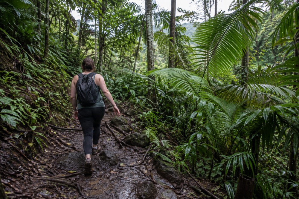 Hiker in quick-drying clothes walking a wet rainforest path lined with ferns